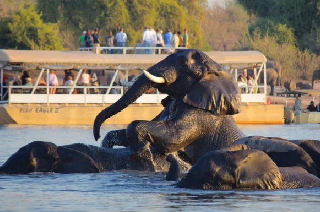 Zambezi Lunch Cruise