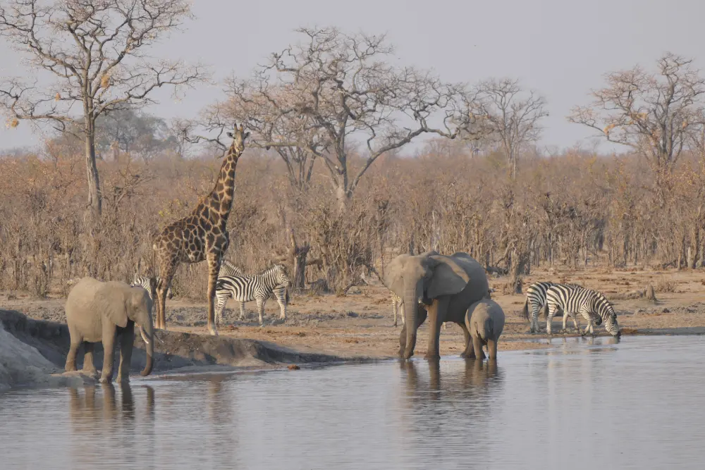 Hwange National Park