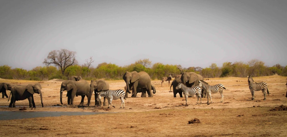 Wildlife-at-The-Hide