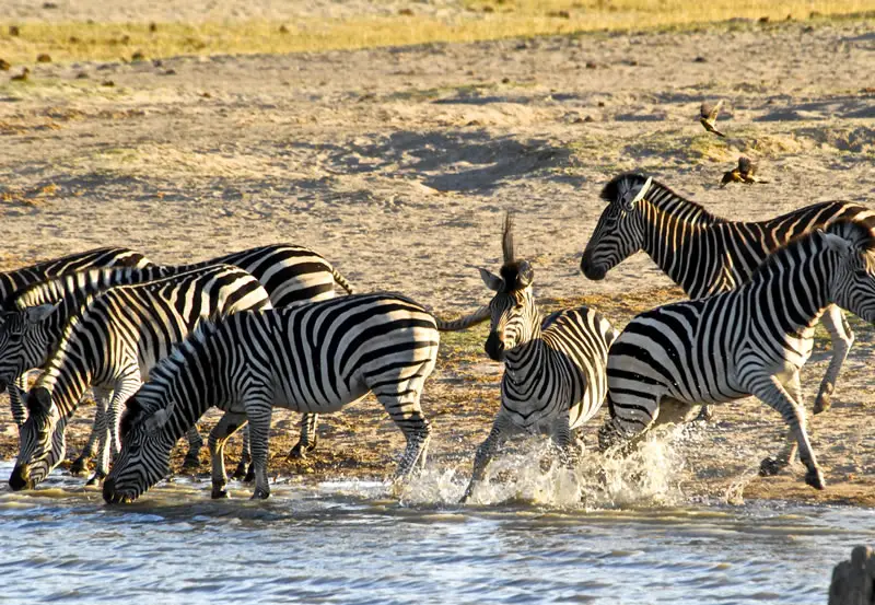 hwange-day-trip5