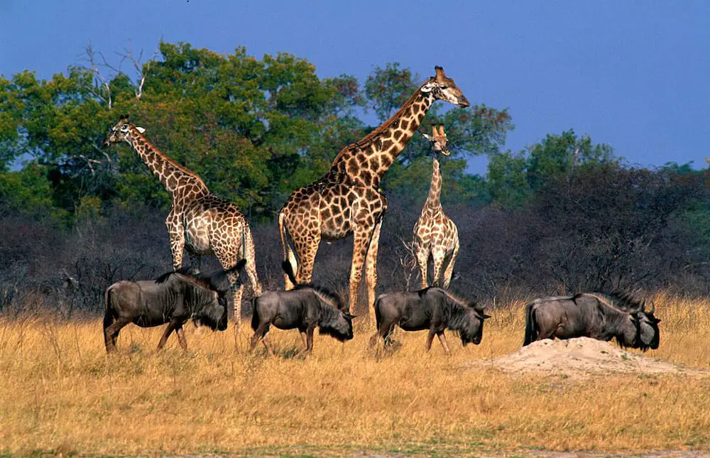 hwange-national-park-zimetro-zw
