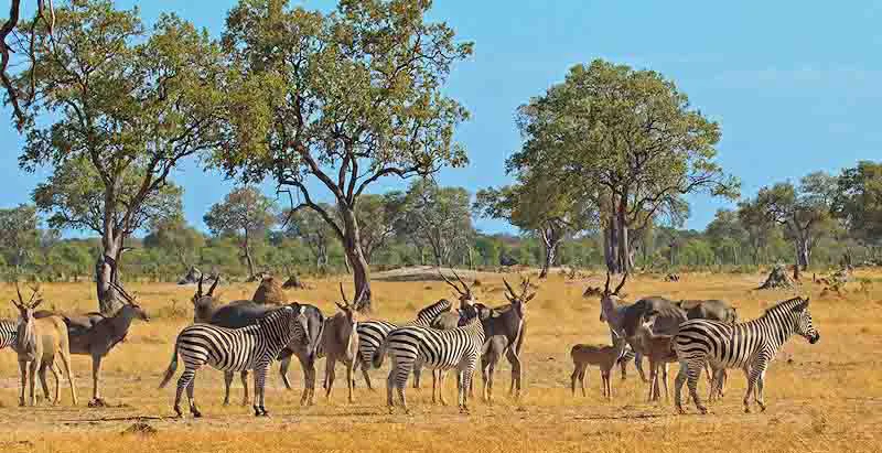 hwange