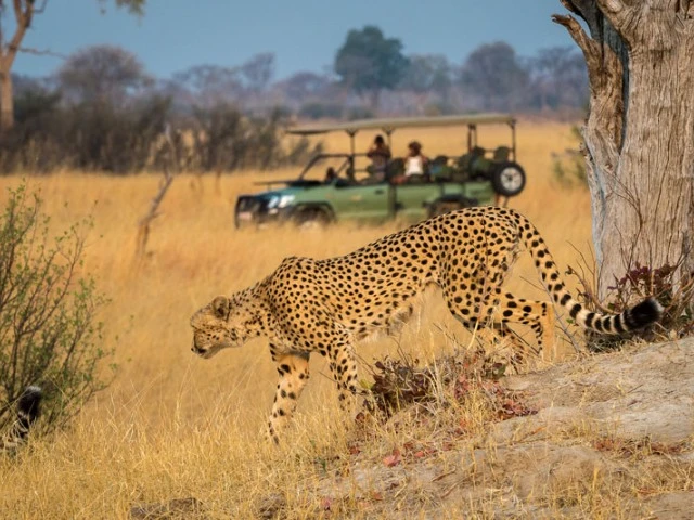 linkwasha-camp-game-drive-cheetah