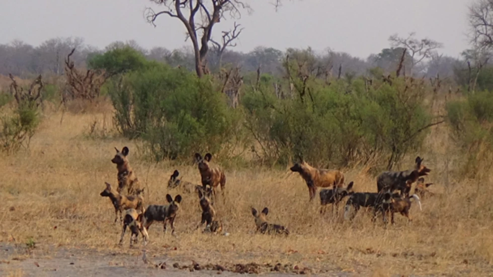 wilddog-from-The-Hide