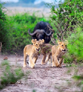 Safari & Wildlife