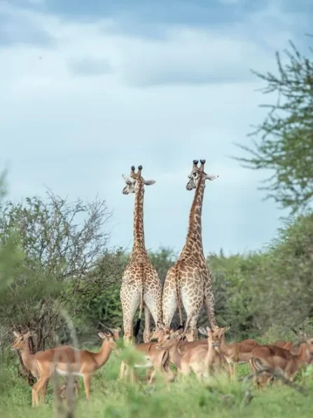 Hwange National Park day trip from Victoria Falls, hwange national park wildlife,