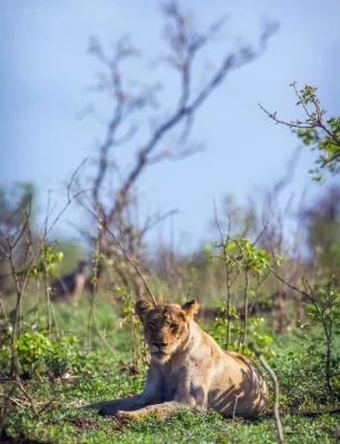 Hwange National Park day trip from Victoria Falls, hwange national park wildlife,