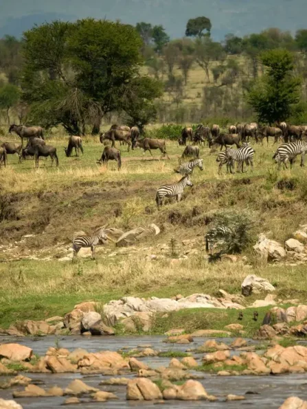 Hwange National Park day trip from Victoria Falls, hwange national park wildlife,