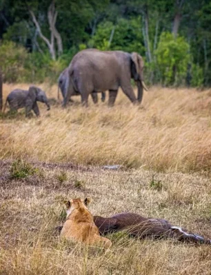 Hwange National Park day trip from Victoria Falls, hwange national park wildlife,