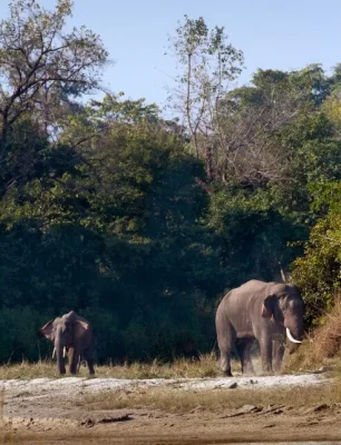 Hwange National Park day trip from Victoria Falls, hwange national park wildlife,
