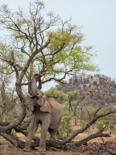 Hwange National Park day trip from Victoria Falls, hwange national park wildlife,