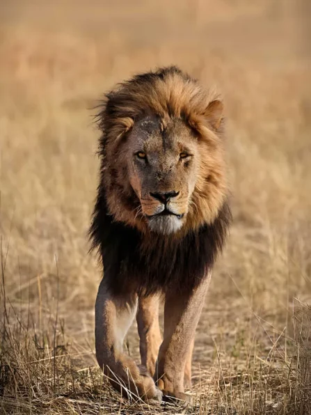 chobe day trip from victoria falls,