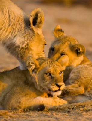 chobe day trip from victoria falls,